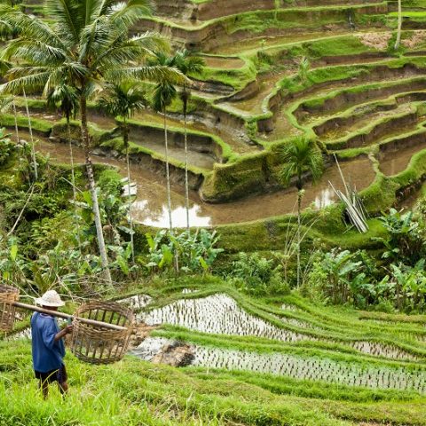campo de arroz en Indonesia, destino de luna de miel de Bhárad
