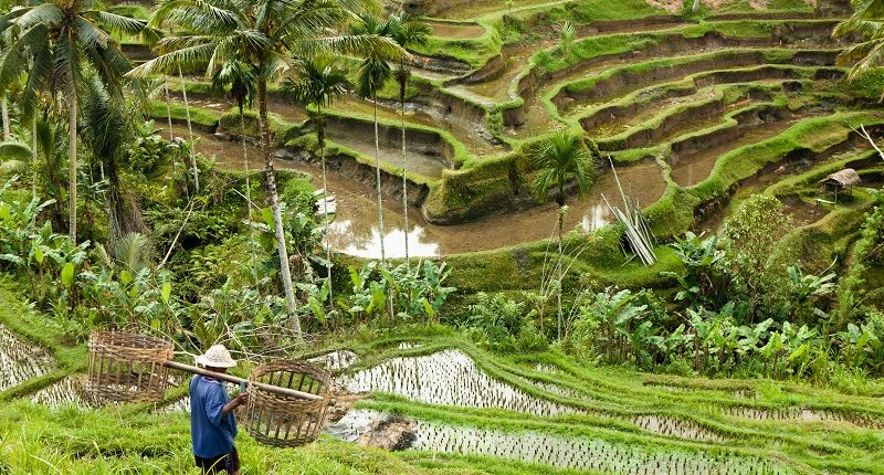 campo de arroz en Indonesia, destino de luna de miel de Bhárad