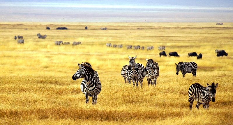 Cebras pastando, luna de miel en Tanzania por Bhárad