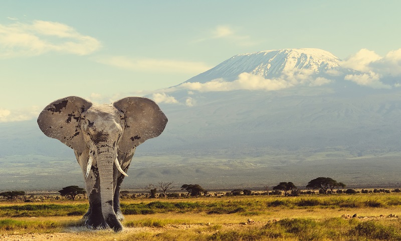 Elefante en Tanzania, uno de los destinos de luna de miel de Bhárad