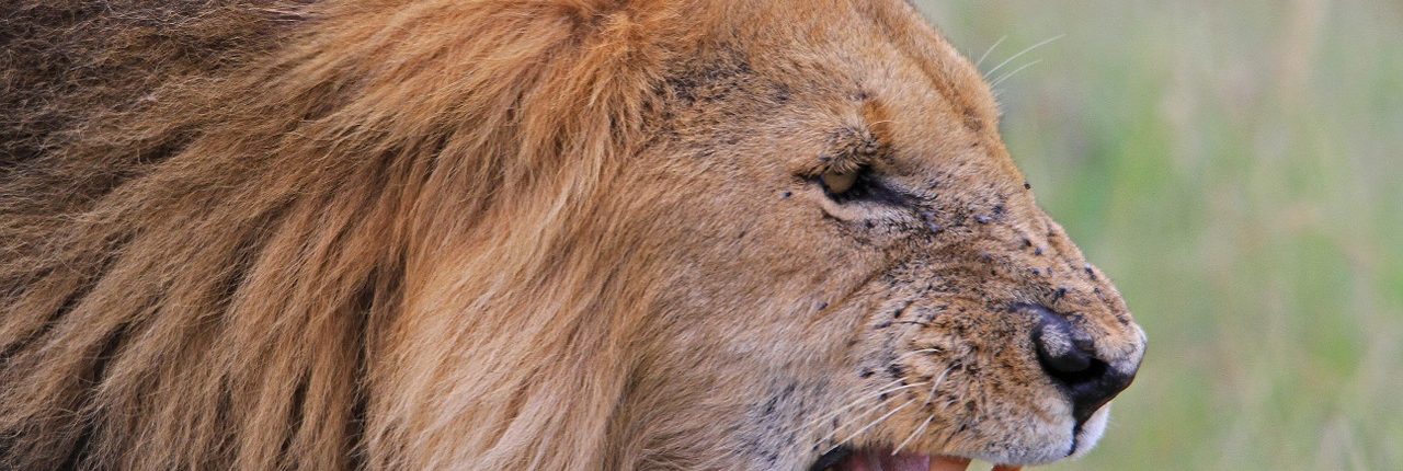 León en Kenia, uno de los destinos de luna de miel de Bhárad