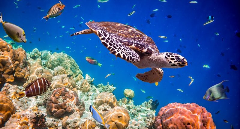 Buceo en Maldivas, un destino de playa de Bhárad