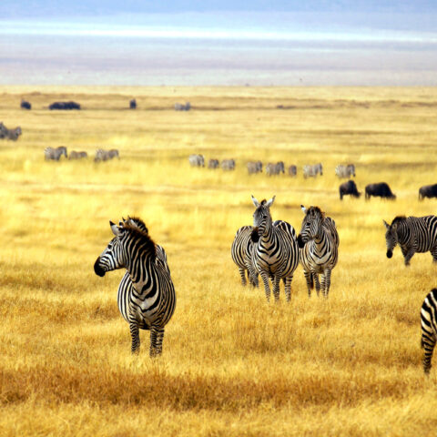 luna de miel en africa