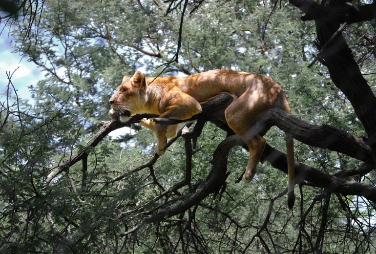 León en Zimbabue