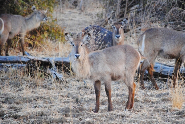 Luangwa