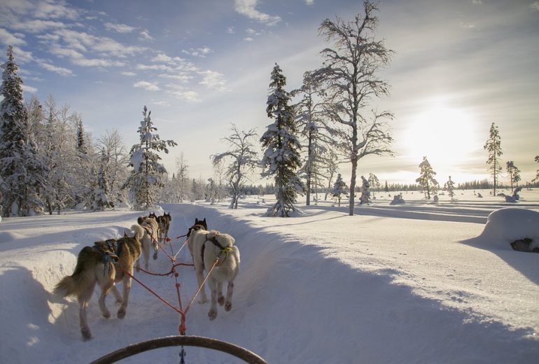 Viaje a Laponia en familia. Perros trineo
