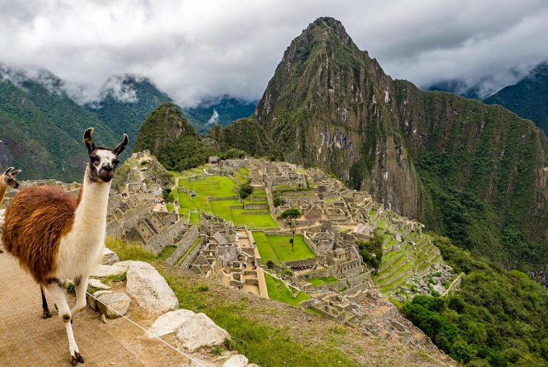 Viaje a Peru - Llama