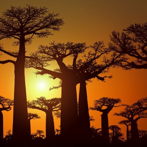 Paisajes de Africa - Baobabs Madagascar