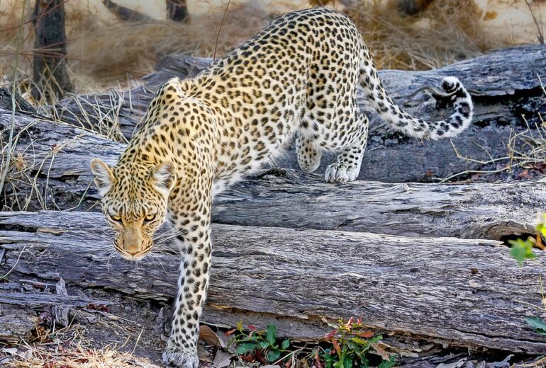 Safari fotografico Kenia