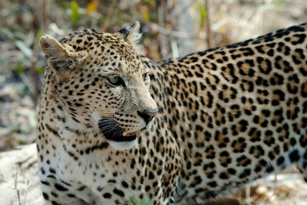 Leopardo gato