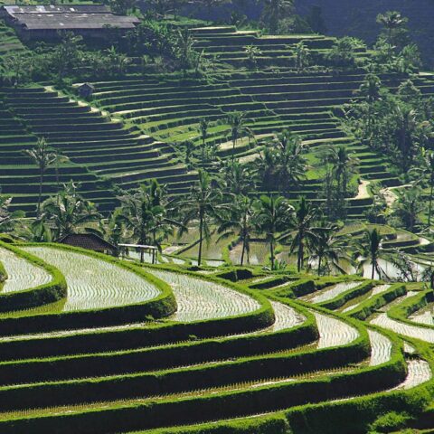 Viaje de lujo a Bali - Arrozales