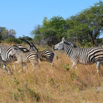 Viaje a medida a Zimbabue. Safari