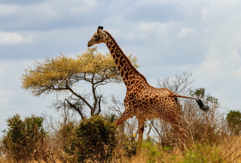 Viaje de novios a Kenia