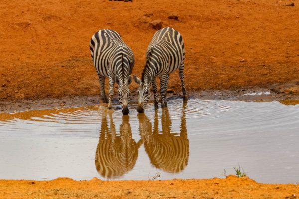 Viajes de novios a Kenia. Parque Nacional de Amboseli