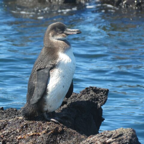 Bharad Travel. Pingüino Islas Galápagos
