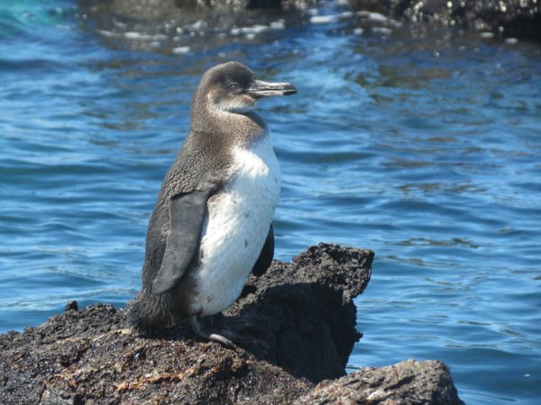 Bharad Travel. Pingüino Islas Galápagos