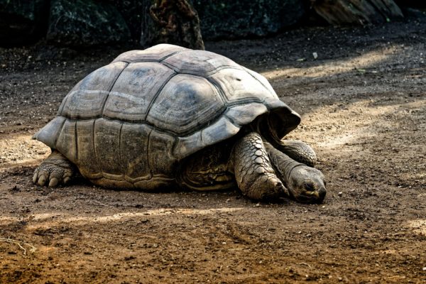 Bharad Travel. Tortuga gigante Islas Galápagos